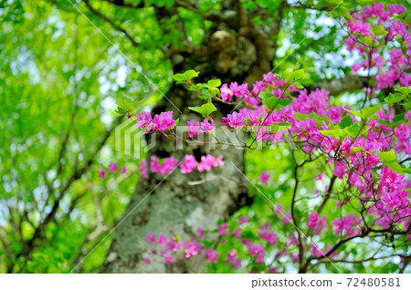 五月山和三國山頂附近的新鮮綠色山毛櫸森林 五月山和三國山頂附近的新鮮綠色山毛櫸森林 72480581