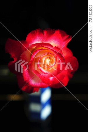Rose (double delight) 72481093