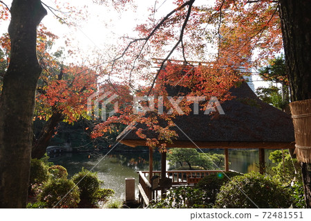 楓樹照耀的日本庭園 楓樹照耀的日本庭園 72481551