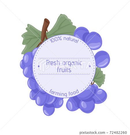Wine grapes, table grapes vector hand drawn logotype design. Fresh berries on branch with leaves. 72482260