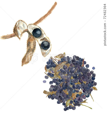 Set before and after threshing of black soybeans Vegetable material [Watercolor illustration] 72482364