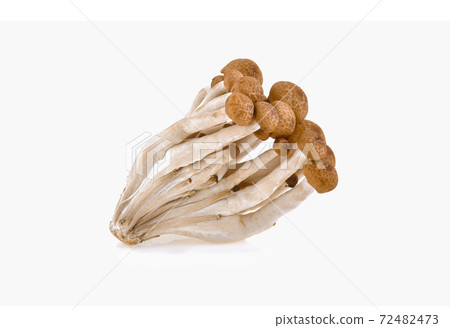 brown beech mushroom isolated on white brown beech mushroom isolated on white 72482473