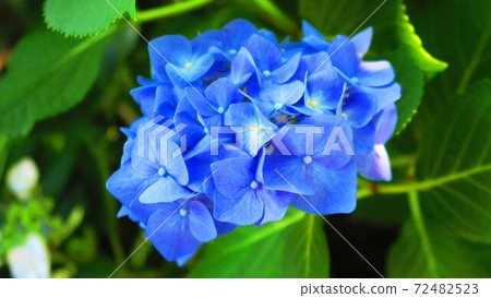 繡球花(西方繡球花) 繡球花(西方繡球花) 72482523