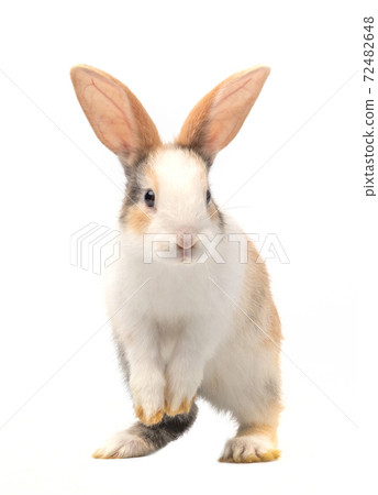 Three-colored new-born rabbit standing and looking at the top. Studio shot, isolated on white background. 72482648