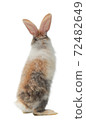 Three-colored new-born rabbit standing and looking at the top. Studio shot, isolated on white background. 72482649