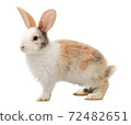 Adorable baby three colour rabbit standing and looking at the top. Studio shot, isolated on white background. 72482651