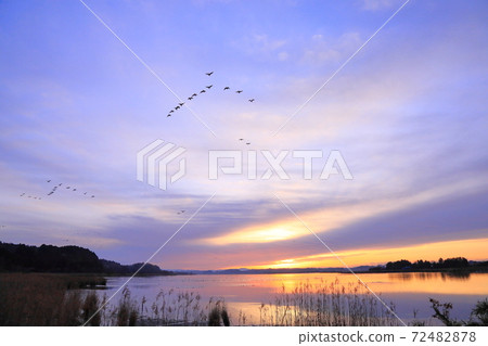 Morning flight of Izunuma Morning flight of Izunuma 72482878