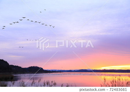 Morning flight of Izunuma 72483081