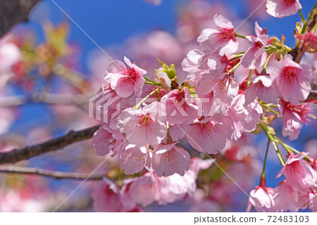 河津櫻花 河津櫻花 72483103