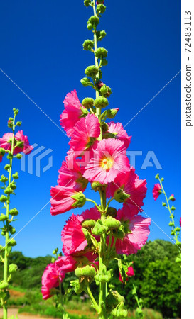 Tatiaoi of Urban Agricultural Park Tatiaoi of Urban Agricultural Park 72483113