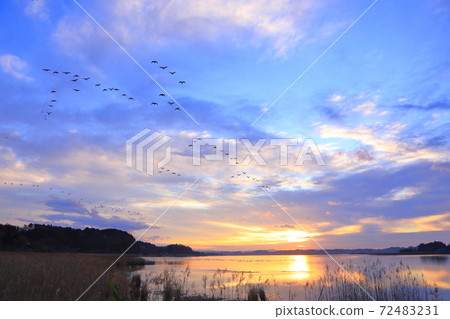 Morning flight of Izunuma Morning flight of Izunuma 72483231
