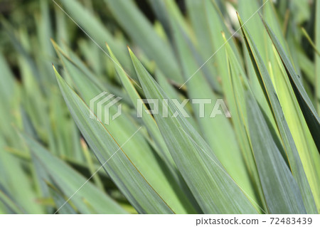 Spanish dagger Spanish dagger 72483439