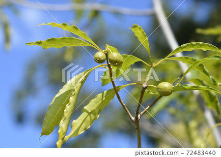 Cheesewood Cheesewood 72483440