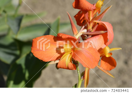 Canna lily Tropical Orange Canna lily Tropical Orange 72483441