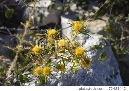 Common golden thistle 72483442