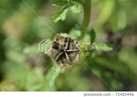 Flower-of-an-hour 72483448