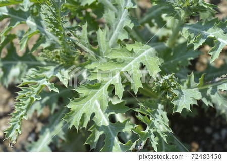 Prickly Poppy Prickly Poppy 72483450