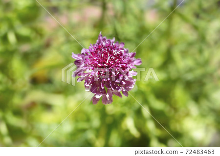 Pincushion flower Beaujolais Bonnets 72483463