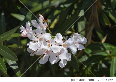 Common oleander 72483466
