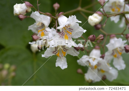 Common catalpa Common catalpa 72483471