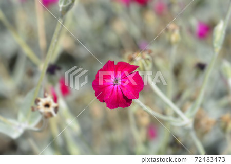 Rose campion 72483473