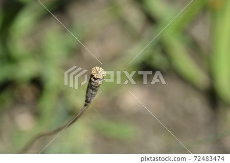 Spanish poppy 72483474