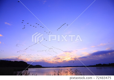 Morning flight of Izunuma 72483475