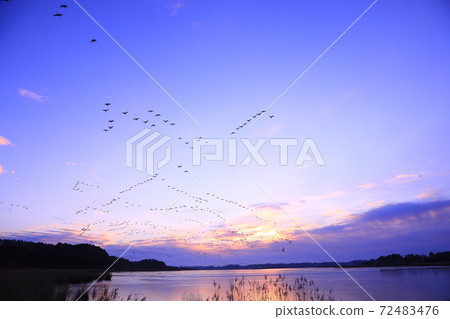 Morning flight of Izunuma 72483476