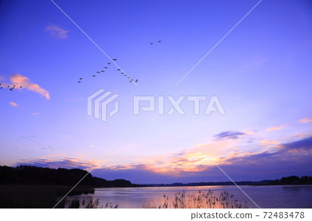 Morning flight of Izunuma Morning flight of Izunuma 72483478
