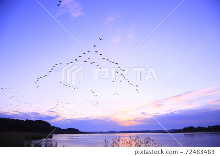 泉沼的早晨航班 泉沼的早晨航班 72483483