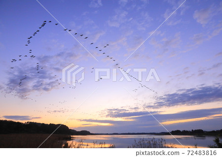 Morning flight of Izunuma 72483816