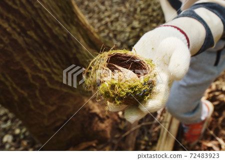 Bird's nest old nest image material exploration Bird's nest old nest image material exploration 72483923