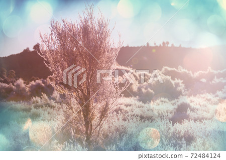 Frozen meadow 72484124