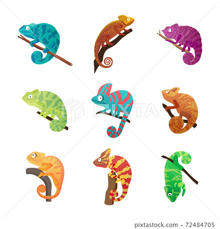 Set chameleon lizards with various coloring, flat vector illustration isolated. 72484705