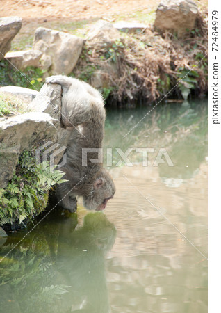 Monkey drinking water on a handstand 72484979