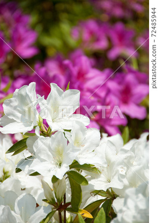 Red and white azaleas in full bloom Red and white azaleas in full bloom 72485944
