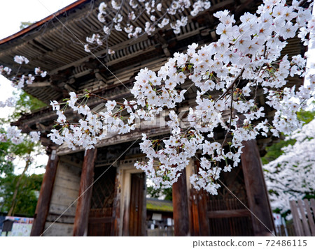 Otsu City Miidera Spring Cherry Blossoms 72486115