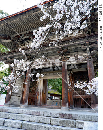 大津市三井寺春天櫻花 大津市三井寺春天櫻花 72486118