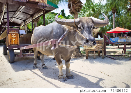 Buffalo on Taketomi Island, Yaeyama Islands, Okinawa Prefecture Buffalo on Taketomi Island, Yaeyama Islands, Okinawa Prefecture 72486552