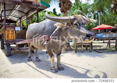 Buffalo on Taketomi Island, Yaeyama Islands, Okinawa Prefecture Buffalo on Taketomi Island, Yaeyama Islands, Okinawa Prefecture 72486553