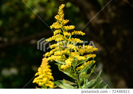 黃花 黃花 72486921