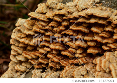 Various mushrooms that grow quietly in the autumn forest 72488003