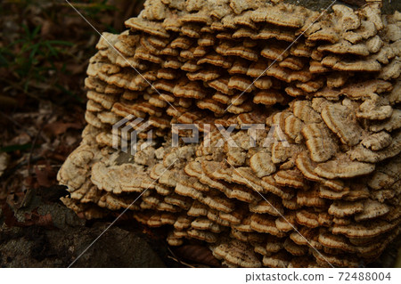 Various mushrooms that grow quietly in the autumn forest Various mushrooms that grow quietly in the autumn forest 72488004