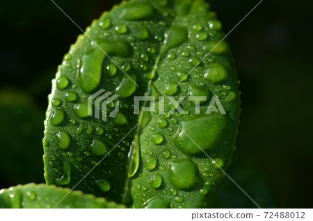Up of green leaves whose water droplets are water repellent after the rain Up of green leaves whose water droplets are water repellent after the rain 72488012