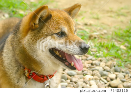 Profile of Shiba Inu 72488116
