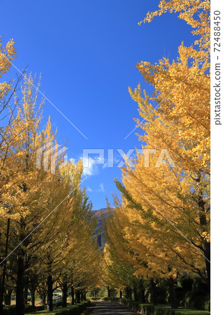 彩色的銀杏樹 彩色的銀杏樹 72488450