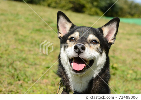 Laughing Shiba Inu Laughing Shiba Inu 72489000