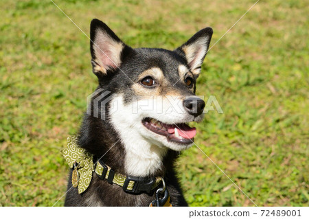 Shiba Inu Shiba Inu 72489001