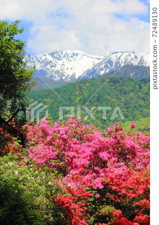 Senninzuka Park Campground Azalea Season Senninzuka Park Campground Azalea Season 72489130