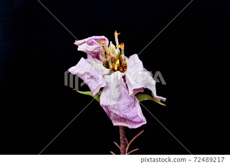 枯萎的波斯菊花 枯萎的波斯菊花 72489217